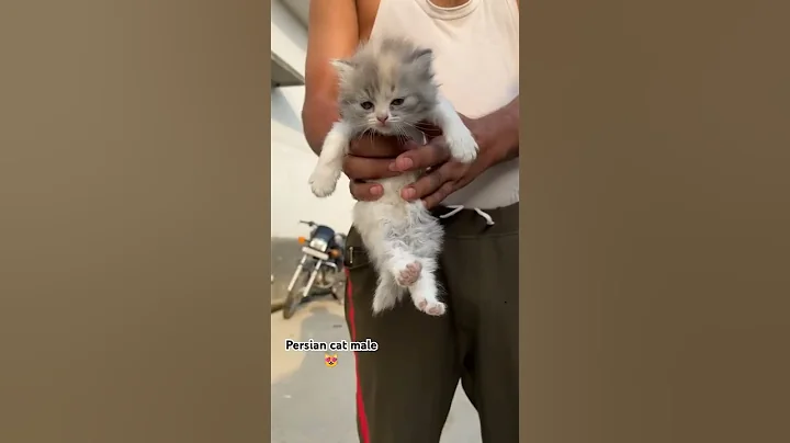 Video 8372871: persian cat show quality