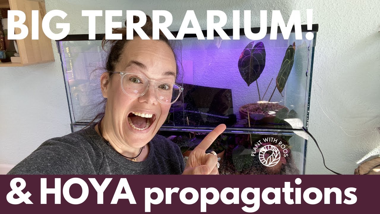The big terrarium: setup & HOYA propagations update | Plant with Roos