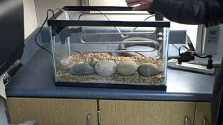 Trout in the Classroom setting up equipment