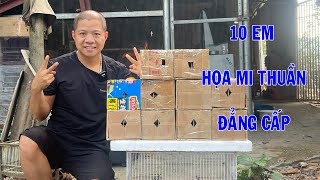 10 em họa mi thuần, đẳng cấp, mới cập bến anh em ạ | Hoạt Họa Mi