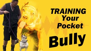 How to Master Dog Training with a Pocket Bully!