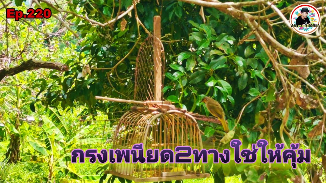 เสียงนกดอกแตงEp.220 กรงเก่าแต่เก๋าใส่นกหัดต่อตัวใหม่จัดนกป่าควบ2(Stripe-throated Bulbul)