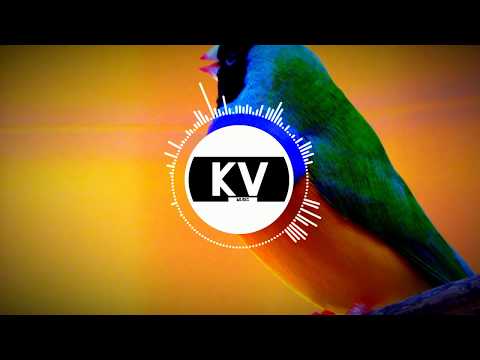 KV - Birdy