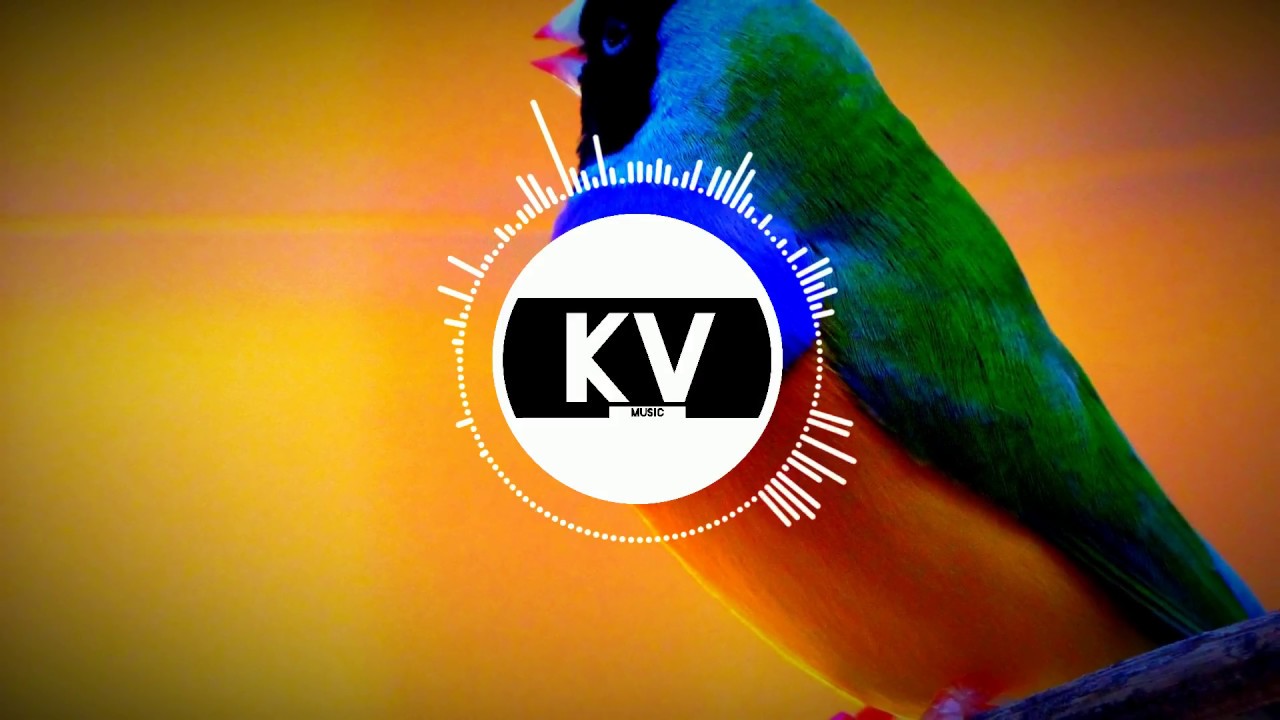 Watch KV - Birdy (Official Audio) | Uplifting Electro House on YouTube Watch KV - Birdy (Official Audio) | Uplifting Electro House on YouTube
