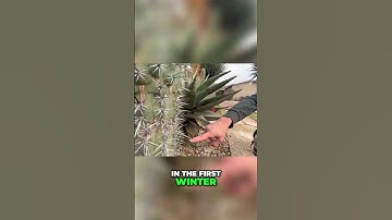 Thumbnail of The Giant Cacti Of Oaxaca: size unveiled
