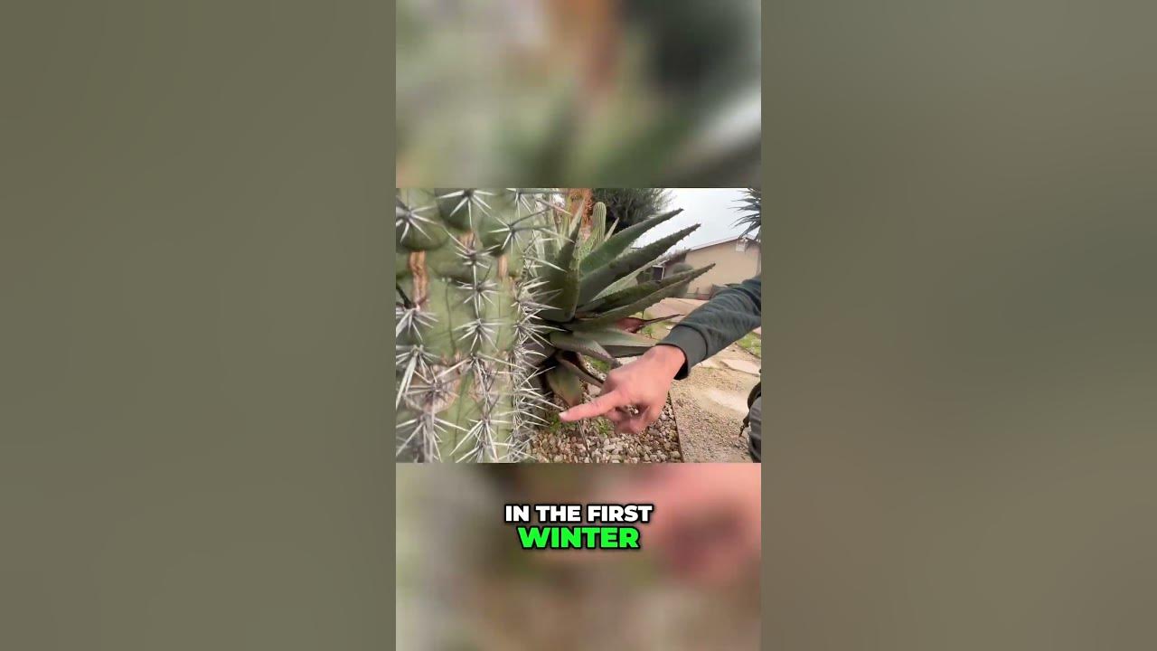The Giant Cacti Of Oaxaca: size unveiled