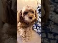 T_dd_ #aussiedoodle