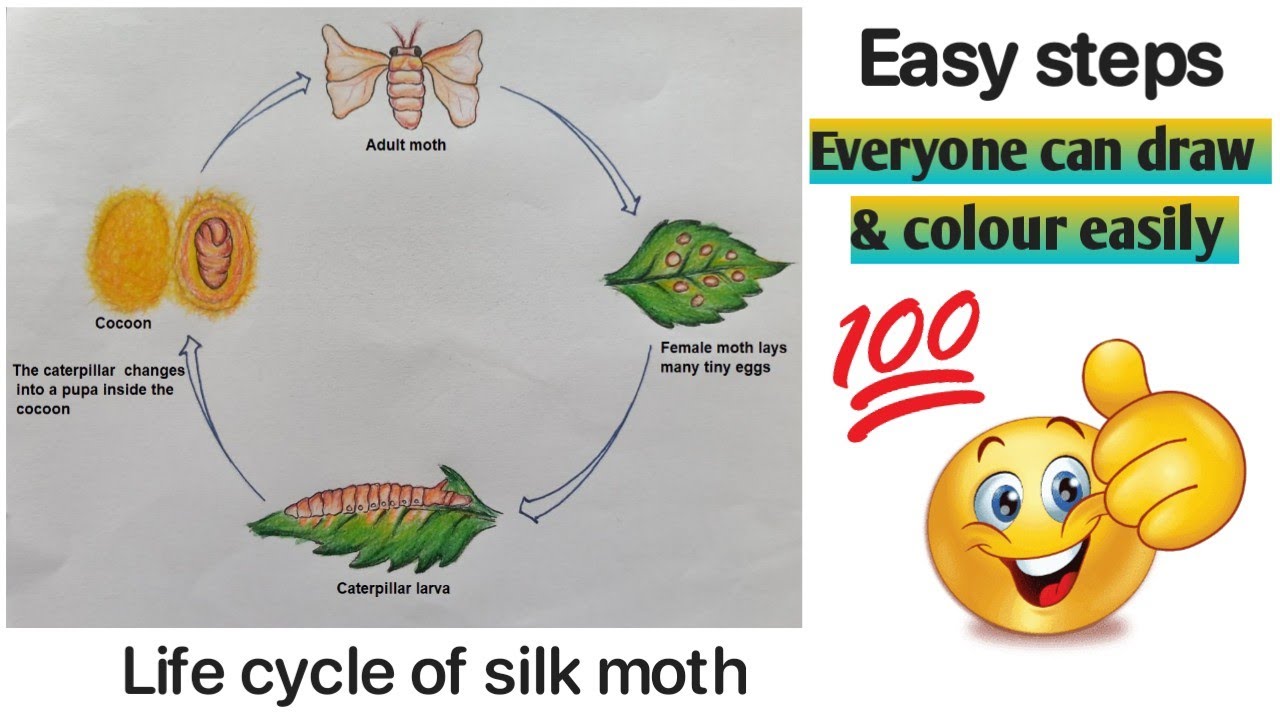 How to draw life cycle of silk worm | Draw life cycle of silk worm ...