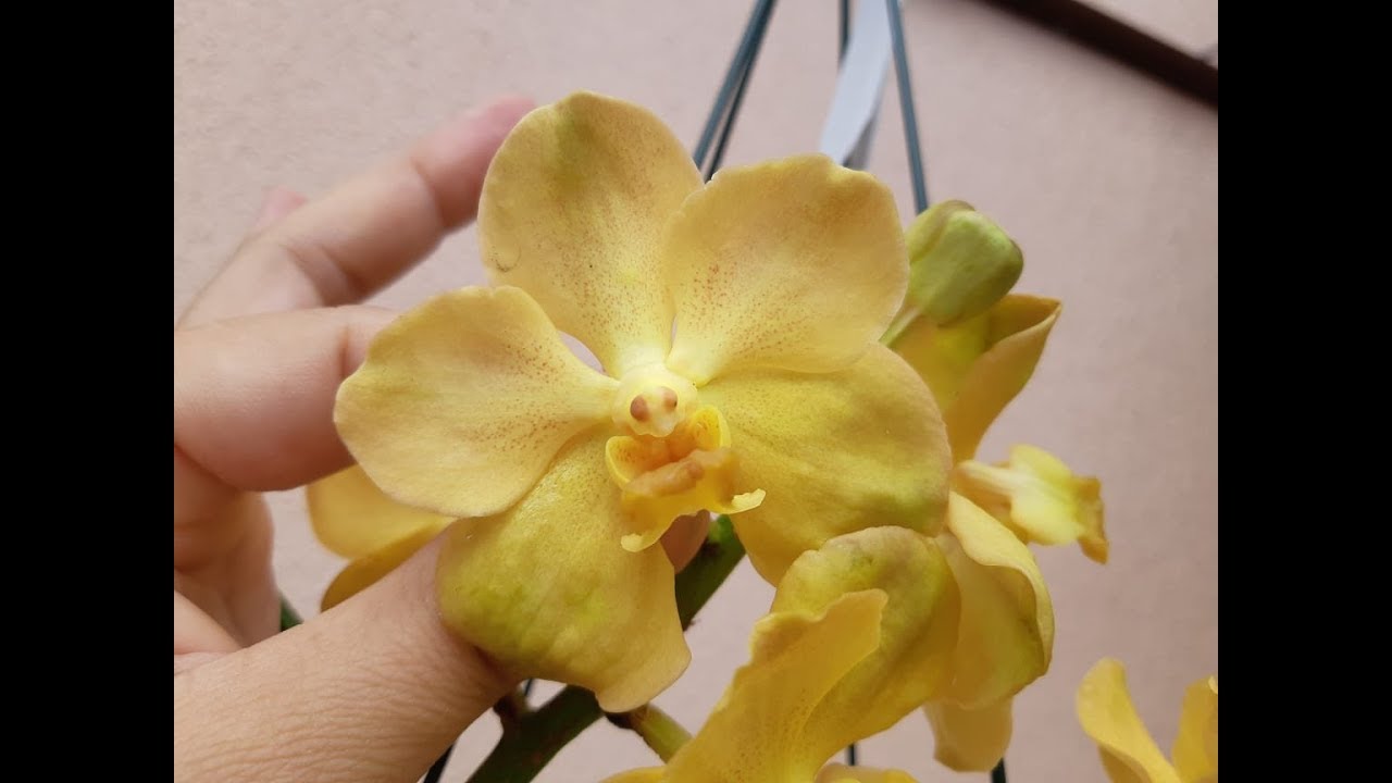 Cultivo de orquídeas no inverno.