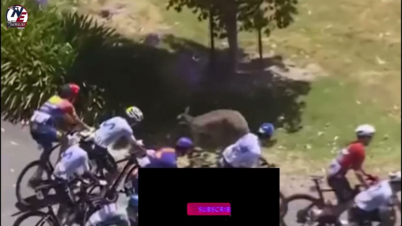 Multiple Injured as Kangaroos Leap Onto Bike Race Course, Toppling Competitors