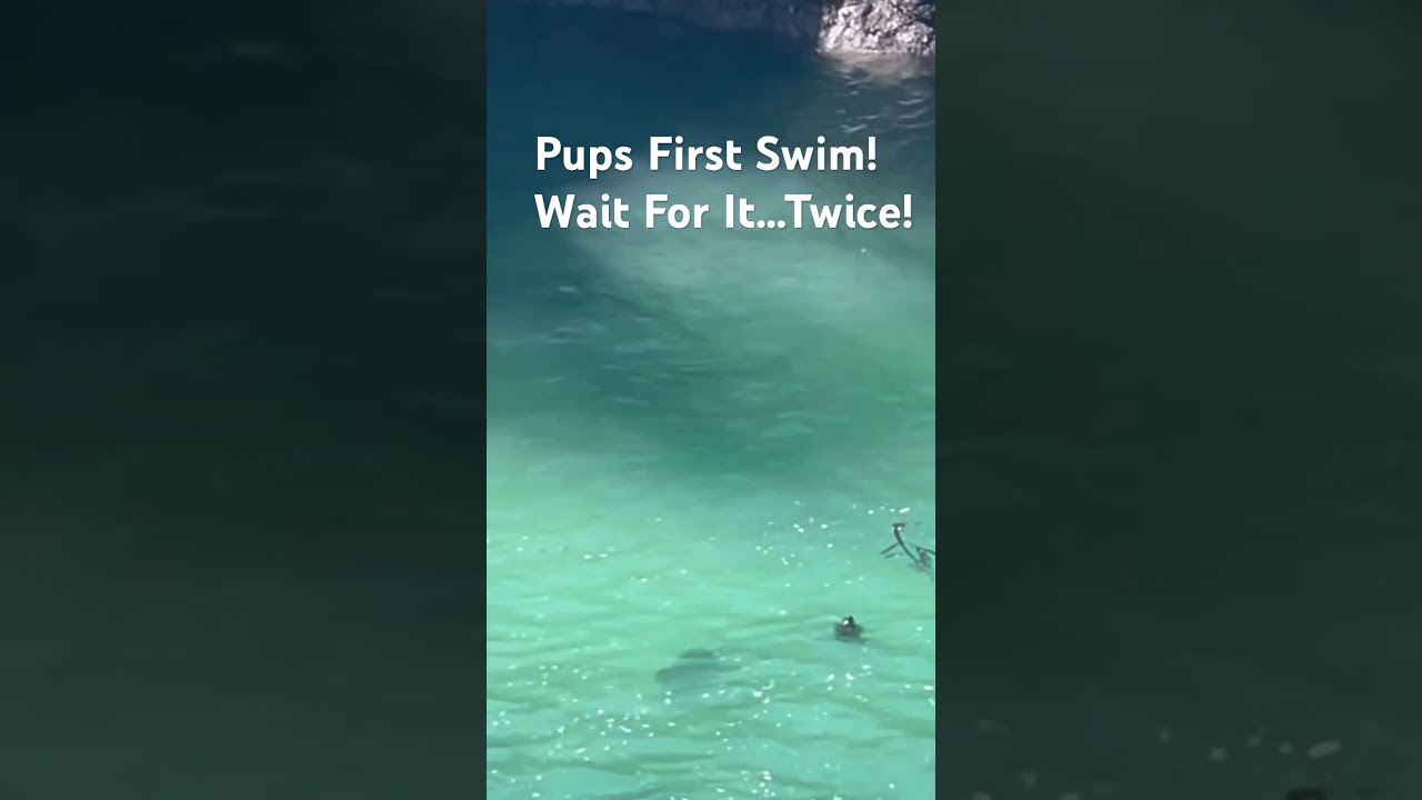 Pups First Swim and Dive! 🦭🤿