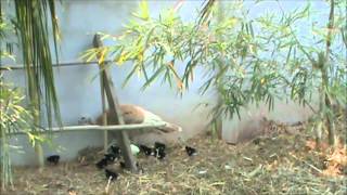 Heritage Turkeys Hatching Out Chickens.