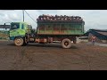 Plantation Dump Truck and Tractor Unloading in Palm Mill