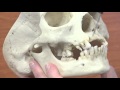 Facial Bones and Their Functions in the Human Skull