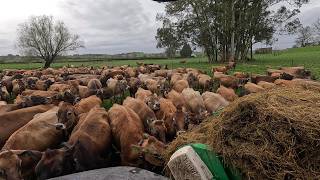 Lacking Fiber, Silage Should Help