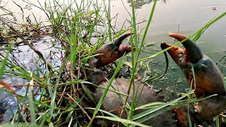 CARI ! Raksasa Kepiting Lumpur Di Lubang