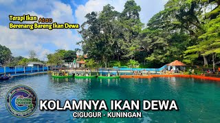 Wisata Kuningan : Kolam Renang Cigugur Makin Cantik | Mandi Bareng Ikan Dewa & Terapi Ikan