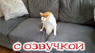 Funny Animal Videos 2023 - Funniest Dogs and Cats Videos #113