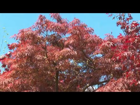Video: Câte frunze are un arțar?