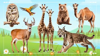 Cute Baby Monkeys: Owl, Deer, Giraffe, Bear, Camel, Parrot & Lynx - Animals Paradise by Wild Animals 4K 3,229 views 3 weeks ago 30 minutes