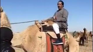 كشتة ربيع الكويت مواصفات الذئب ركوب الناقه ( الجمل ) من ابوسعد