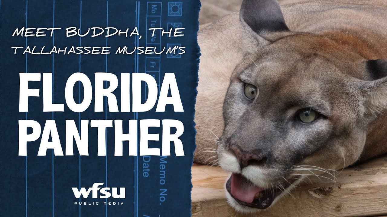 What to Do if You See a Florida Panther A Step-by-Step Guide