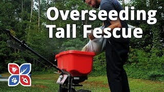 Do My Own Lawn Care - Overseeding Tall Fescue Grass