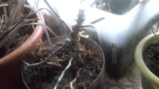 видео Орхидея без корней с вялыми листьями. Orchid without roots with dull leaves