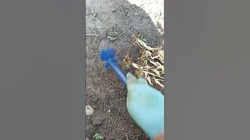 Турецкая гвоздика в конце июля