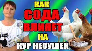 Как СОДА влияет на кур несушек. Как правильно применять соду.