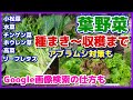 【葉野菜】種まき(定植)~収穫まで/小松菜・水菜・チンゲン菜・ほうれん草・高菜・リーフレタス/アブラムシ対策/トウ立ちするわけ/成長をUPさせる「にがり」/かきとり収穫/Google画像検索のやり方
