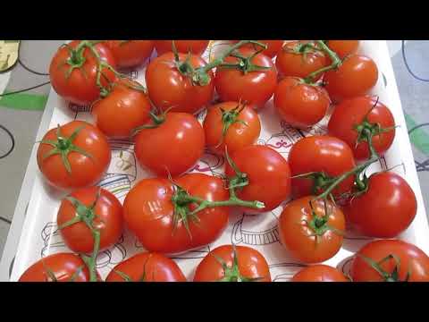 Сорт томатов ирина отзывы фото урожайность