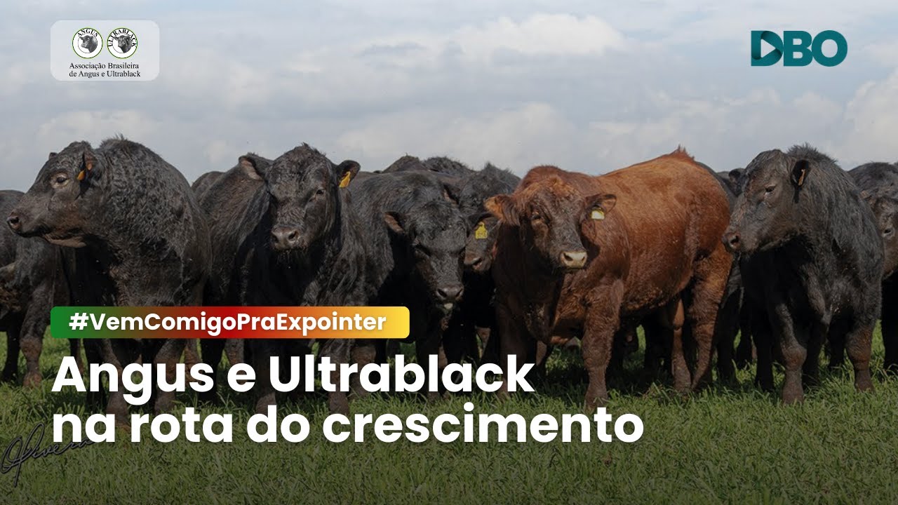 Associação de criadores de Angus e Ultrablack traça plano para fomentar as raças no País