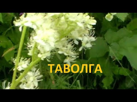 #лекарственные травы#:10 лучших:: таволга( лабазник) -  полезные свойства, места произрастания.