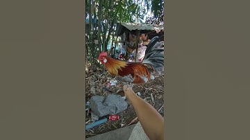 xám tơ🐓#thứcgàrừng86 #gàrừngtaitrắng #gàrừngrặc