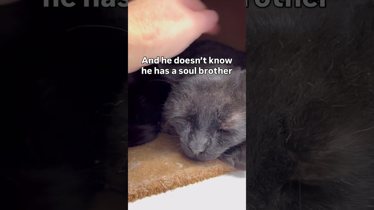 Leroy and John are former feral stray cats 