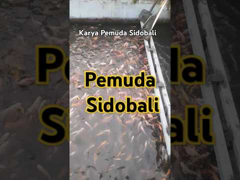 karya pemuda Sidobali