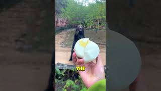 This Bear Catches Honey Bun Like A Pro
