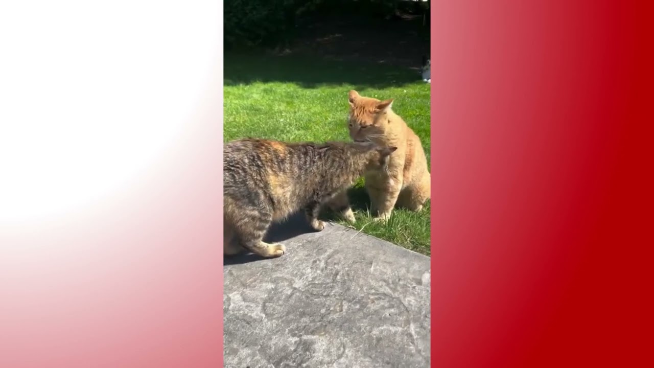 Cat Adorably Welcomes Rescued Cat With Kisses - 1770306