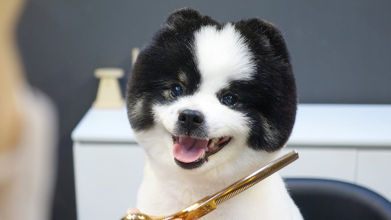 Joy's Second Beautiful Grooming / Pomeranian YouTube