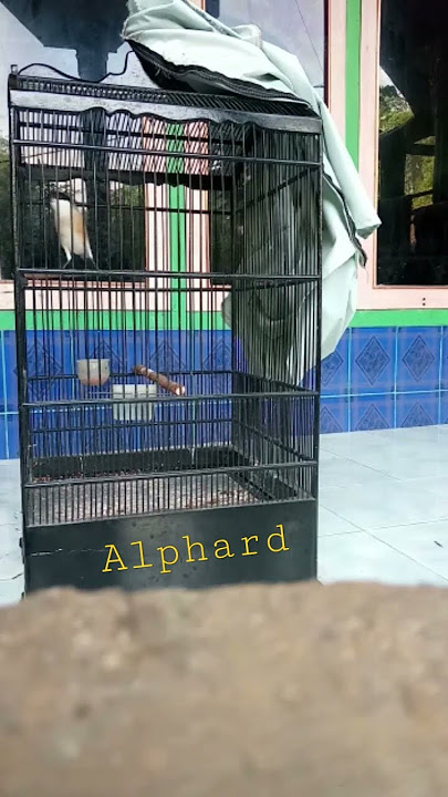 Cendet tembakan mesin jahit