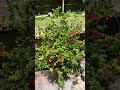 #nature #naturelovers #trending #trendingshorts