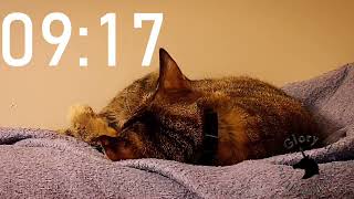 15 minute ⌛Countdown Timer Leia Kitty Napping