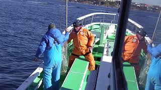 新谷丸　カワハギ　アオリ　紋甲イカ　2017.12.9