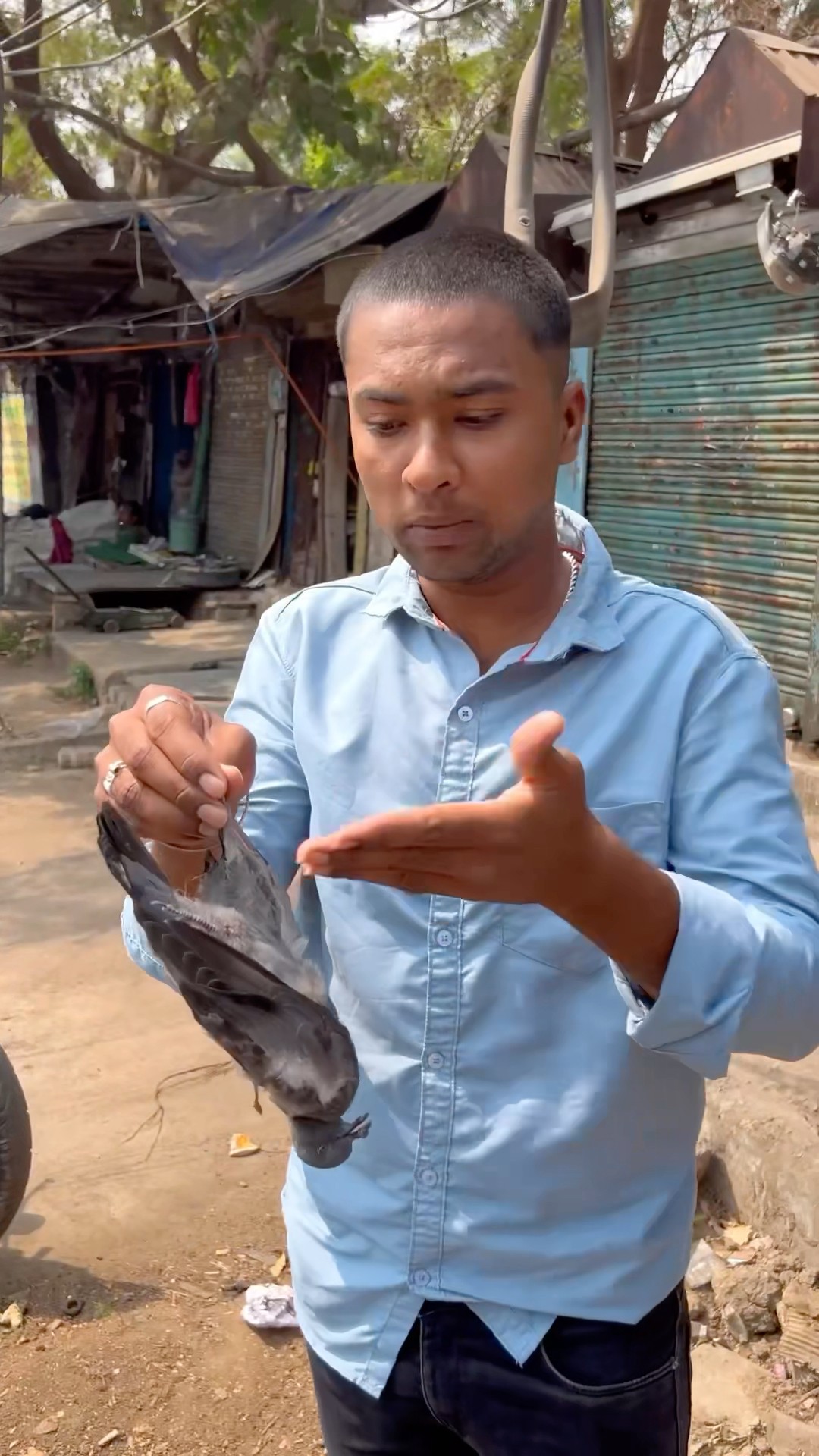 CHOTU KA LOTTLE BIRDS #shorts @FACTFIREKING