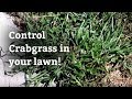 Dealing With Crabgrass - Expert Lawn Care Advice
