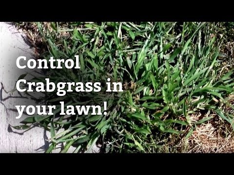 Dealing With Crabgrass - Expert Lawn Care Advice