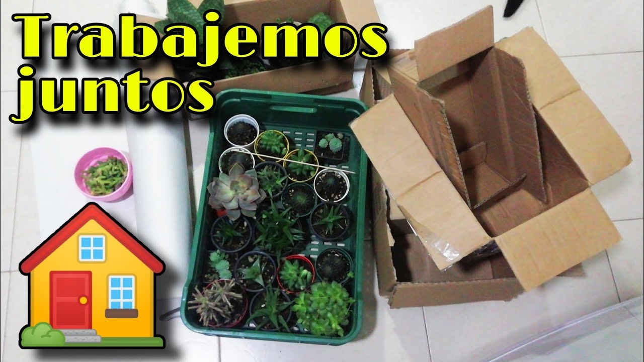 ASÍ ES TRABAJAR EN UNA TIENDA DE MATERAS Y SUCULENTAS 👩🏽‍🌾🌱 | Jardines by Angie