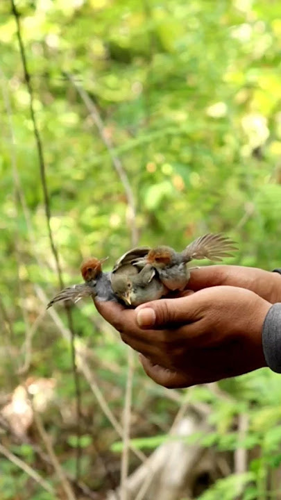 Mikat burung prenjak kepala merah #burung #birds #birdsounds #prenjak