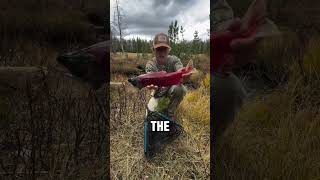 Tiny Creek Loaded With Salmon